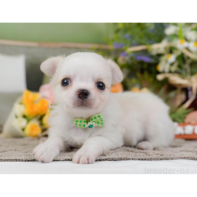 販売中の神奈川県のチワワ(ロングコート)-438969の7枚目