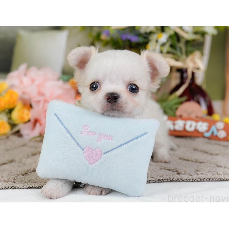 販売中の神奈川県のチワワ(ロングコート)-438969の6枚目