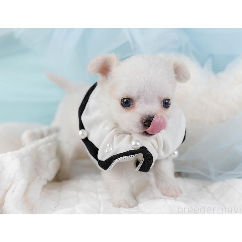 販売中の神奈川県のチワワ(ロングコート)-438969の4枚目