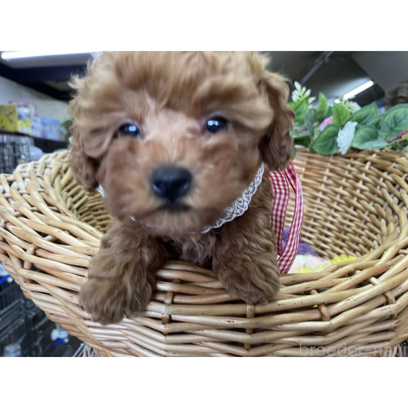 販売中の愛媛県のタイニープードル-438980の5枚目