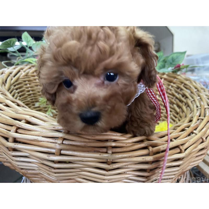 販売中の愛媛県のタイニープードル-438980の4枚目