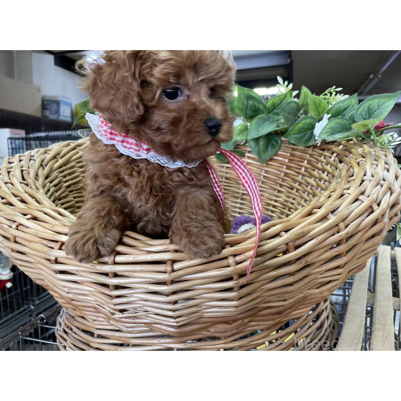 販売中の愛媛県のタイニープードル-438980の2枚目