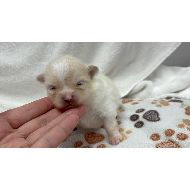 販売中の東京都のポメラニアン-436548の10枚目