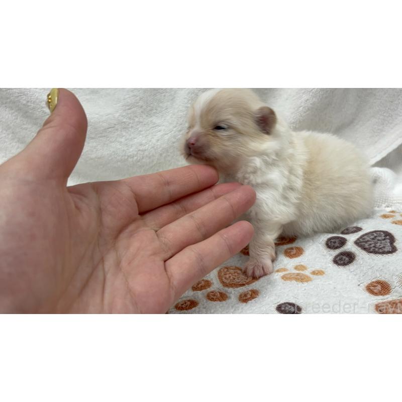 販売中の東京都のポメラニアン-436548の9枚目