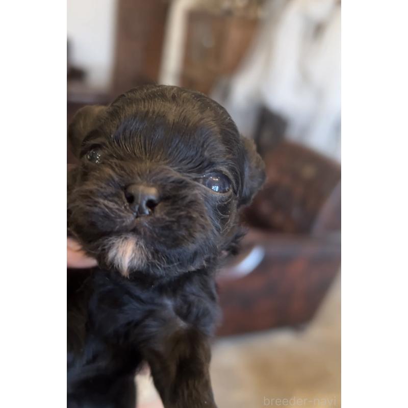 販売中の鹿児島県のミックス犬-438971の6枚目