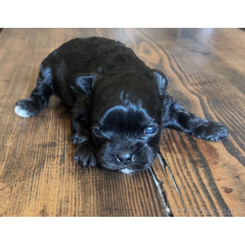 販売中の鹿児島県のミックス犬-438971の4枚目