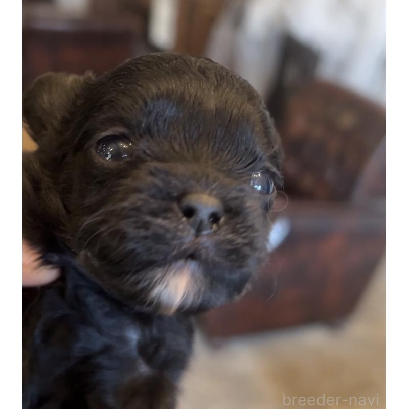 販売中の鹿児島県のミックス犬-438971の3枚目