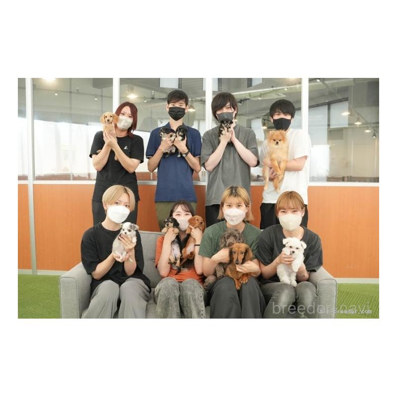 販売中の茨城県のトイプードル-438973の2枚目