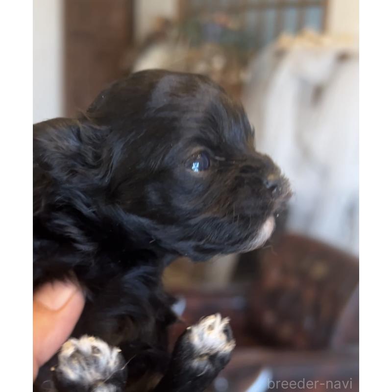 販売中の鹿児島県のミックス犬-438971の2枚目