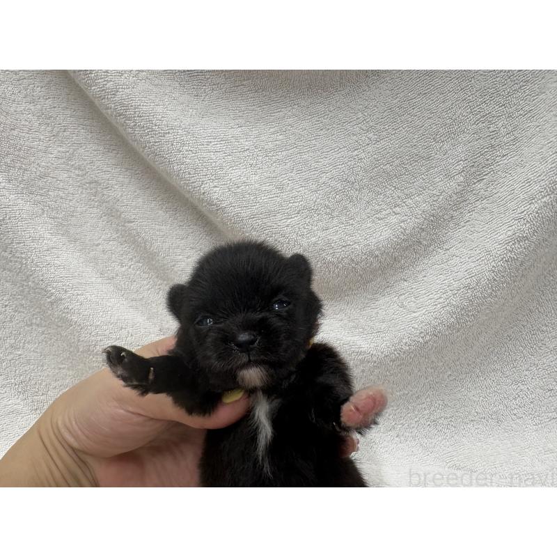 販売中の東京都のポメラニアン-438978の5枚目