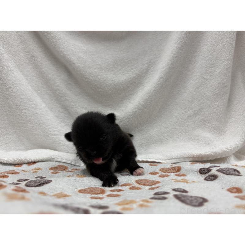 販売中の東京都のポメラニアン-438978の4枚目