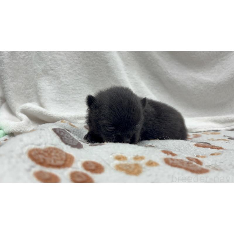 販売中の東京都のポメラニアン-438978の3枚目