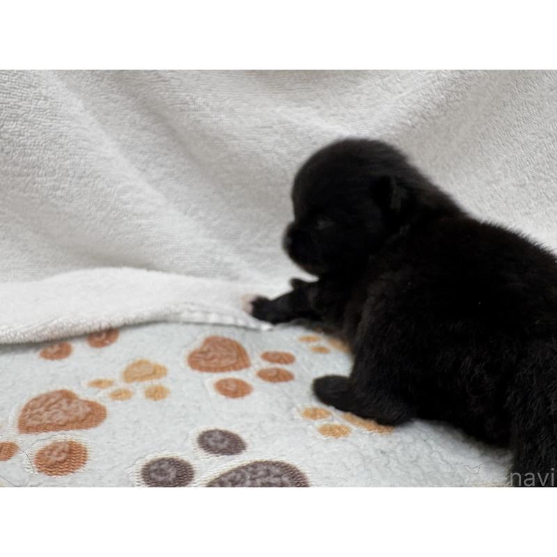 販売中の東京都のポメラニアン-438978の2枚目