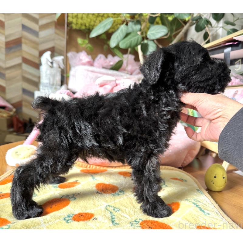 販売中の大阪府のミニチュアシュナウザー-438974の9枚目