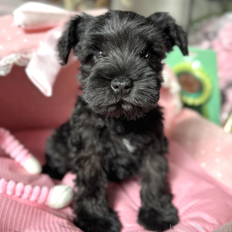 販売中の大阪府のミニチュアシュナウザー-438974の7枚目