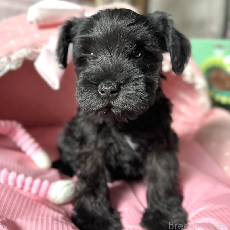 販売中の大阪府のミニチュアシュナウザー-438974の6枚目