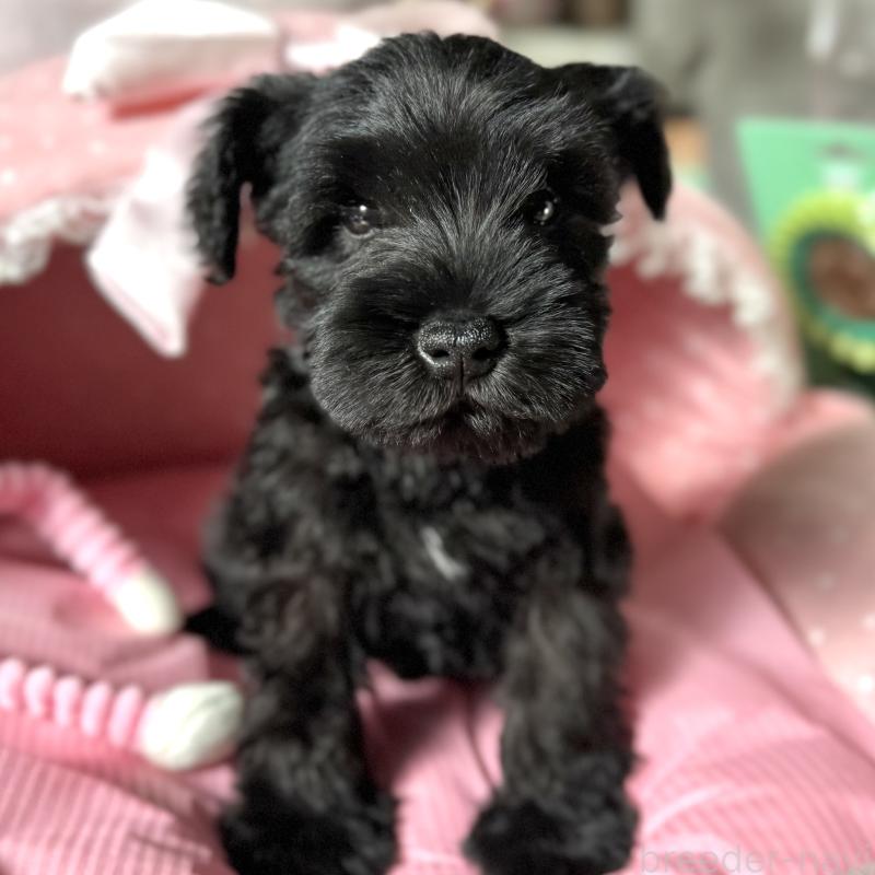 販売中の大阪府のミニチュアシュナウザー-438974の4枚目