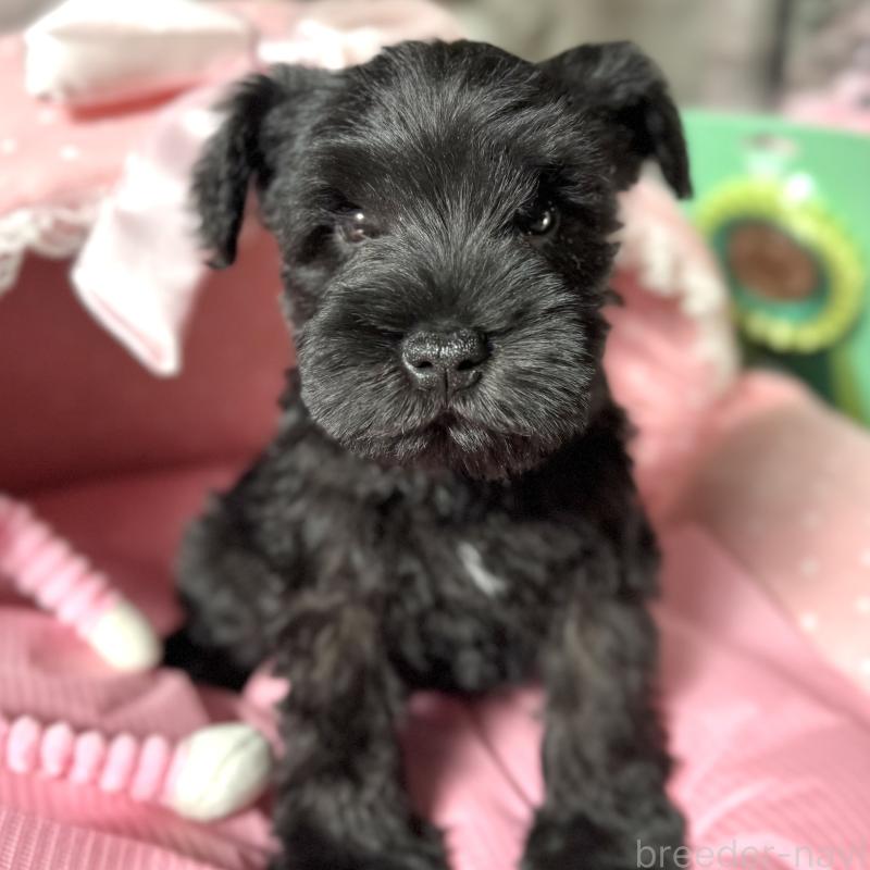 販売中の大阪府のミニチュアシュナウザー-438974の3枚目