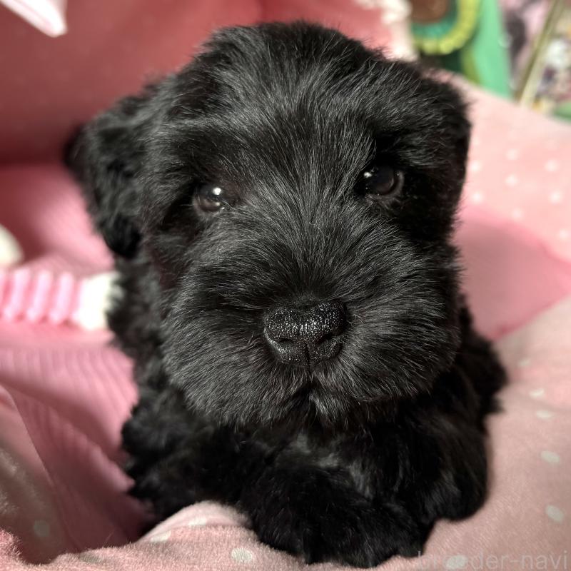 販売中の大阪府のミニチュアシュナウザー-438974の2枚目