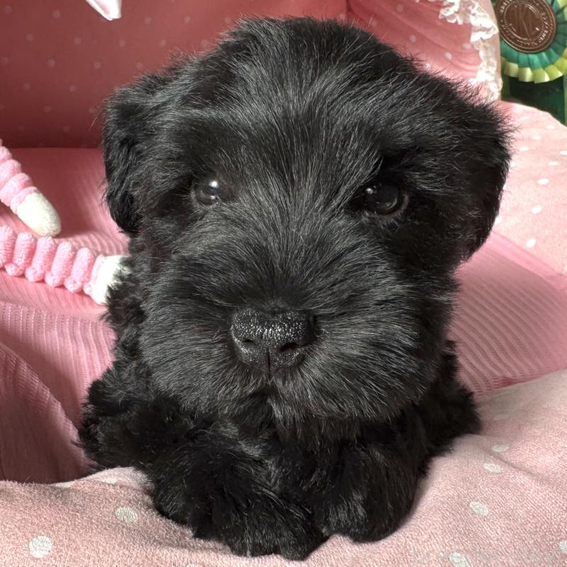 販売中の大阪府のミニチュアシュナウザー-438974