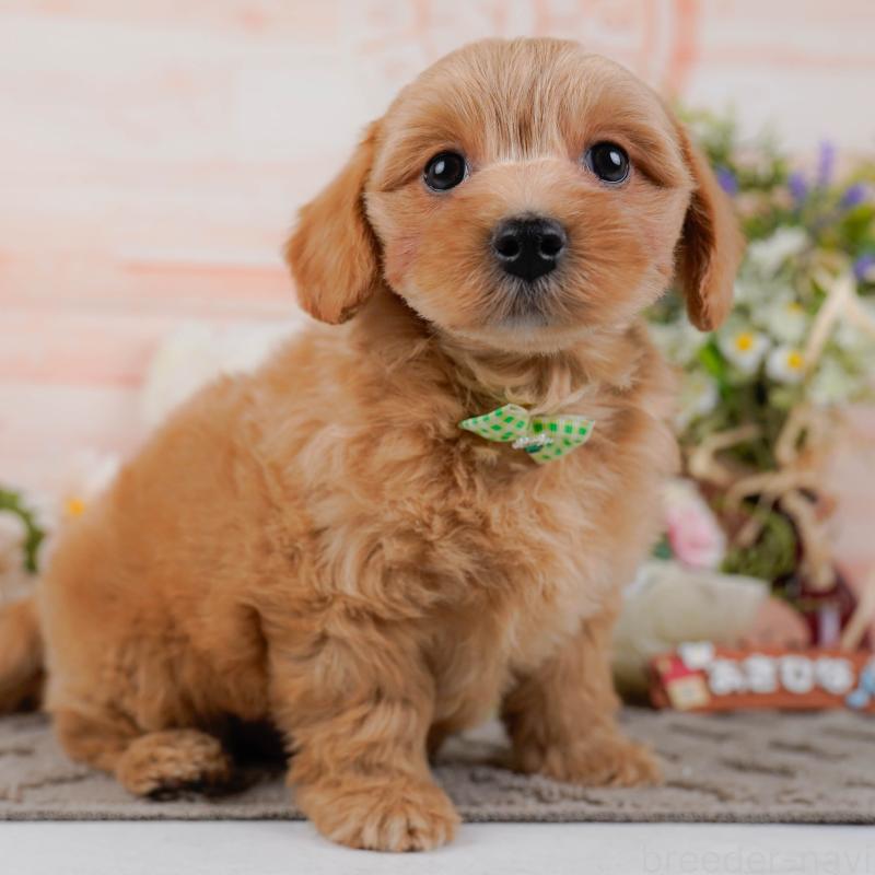 販売中の神奈川県のマルプー:マルチーズ×トイプードル-438977