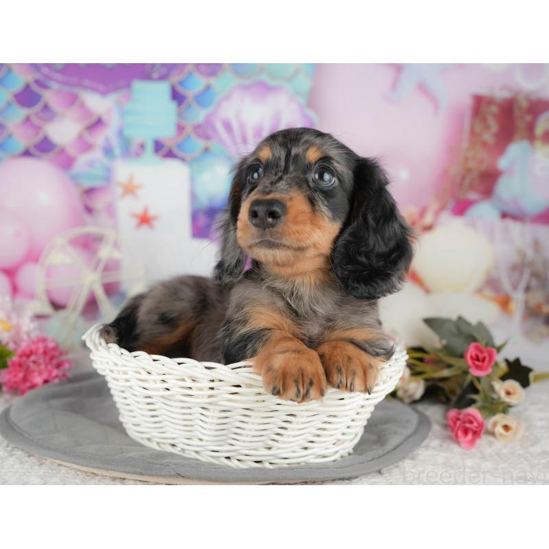 販売中の神奈川県のミニチュアダックスフンド(ロングヘアード)-438983の10枚目