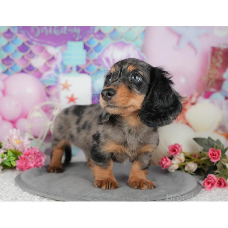 販売中の神奈川県のミニチュアダックスフンド(ロングヘアード)-438983の5枚目