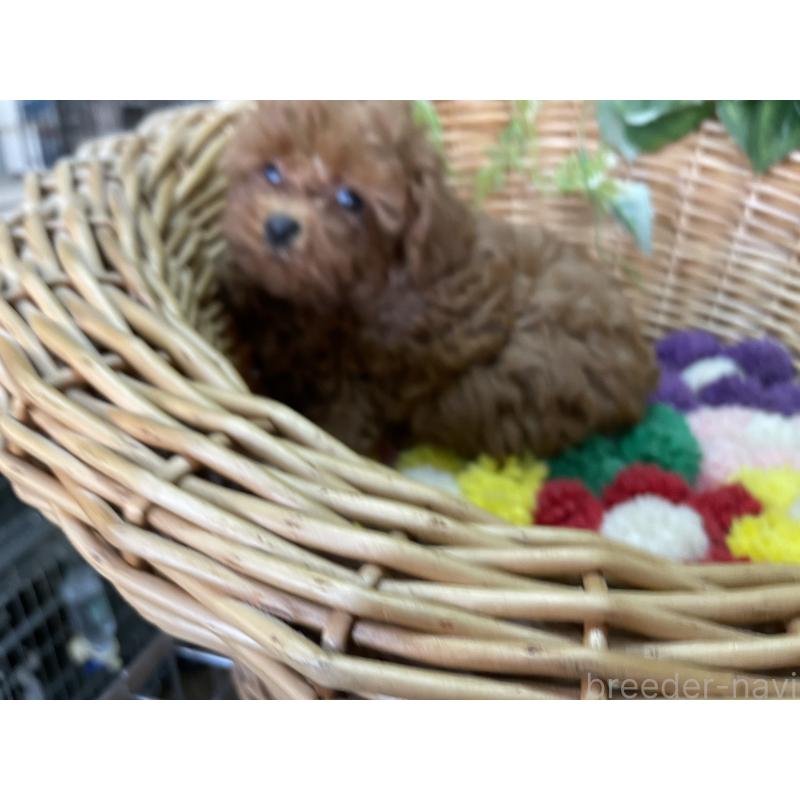 販売中の愛媛県のタイニープードル-438985の5枚目