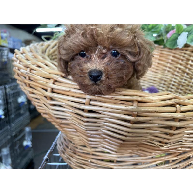 販売中の愛媛県のタイニープードル-438985の4枚目