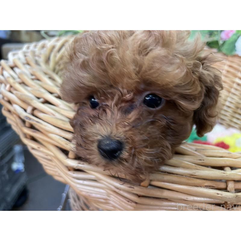 販売中の愛媛県のタイニープードル-438985の3枚目