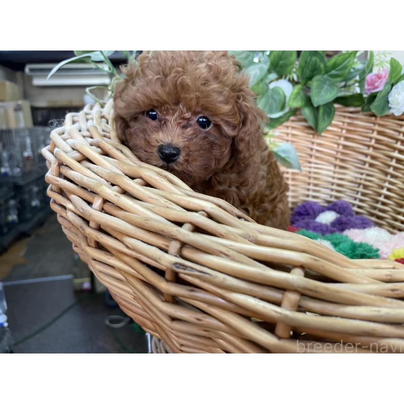販売中の愛媛県のタイニープードル-438985の2枚目