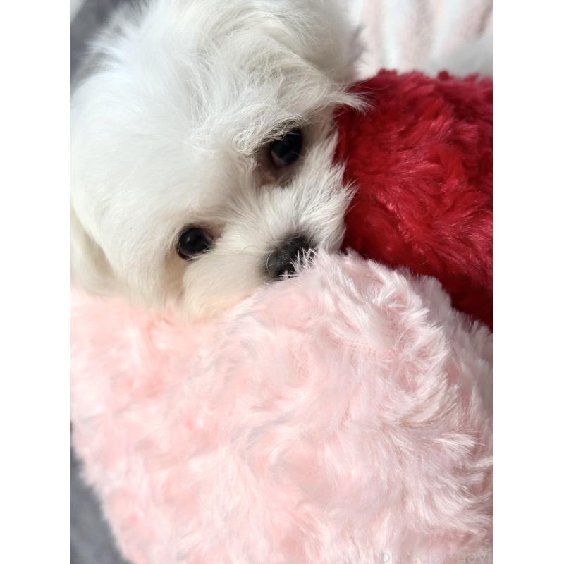 販売中の大阪府のマルチーズ-437957の10枚目