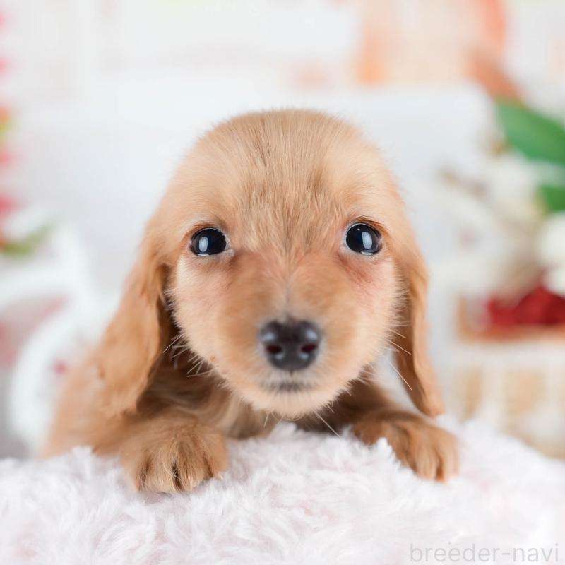 販売中の茨城県のミニチュアダックスフンド(ロングヘアード)-438987の8枚目