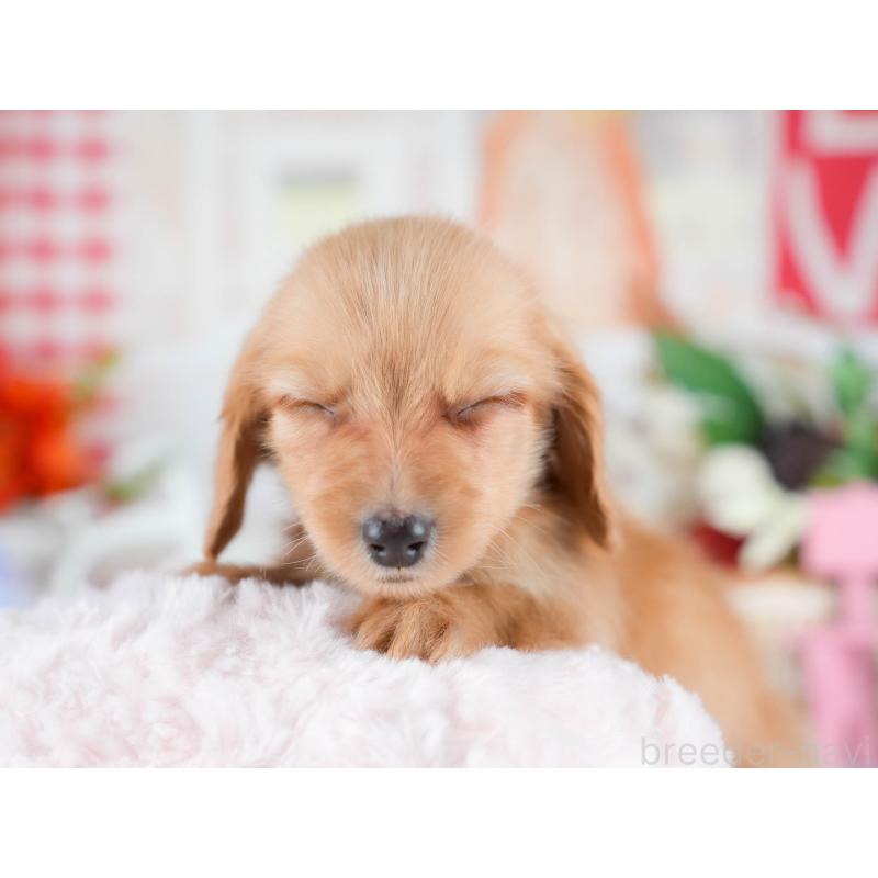 販売中の茨城県のミニチュアダックスフンド(ロングヘアード)-438987の7枚目