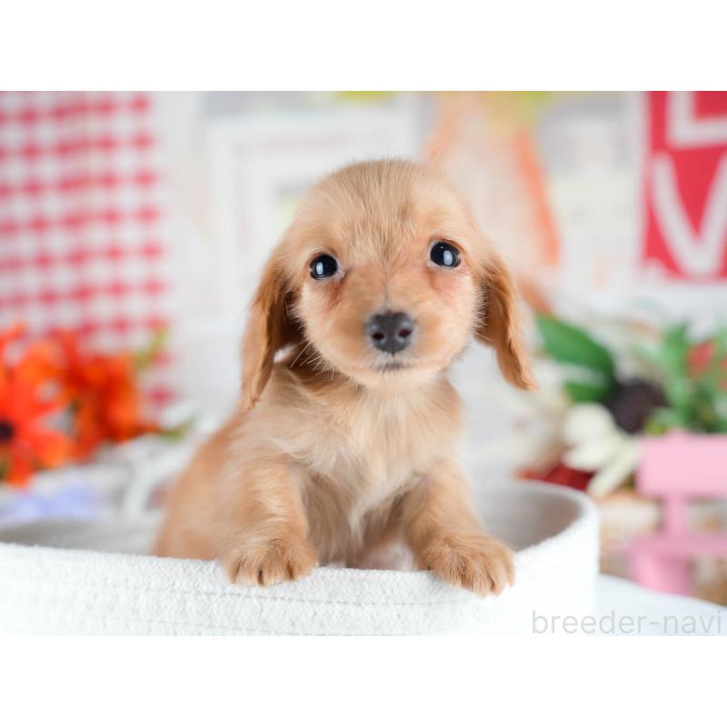 販売中の茨城県のミニチュアダックスフンド(ロングヘアード)-438987の6枚目