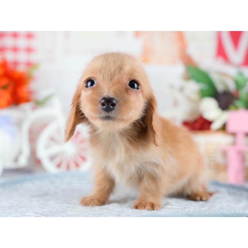 販売中の茨城県のミニチュアダックスフンド(ロングヘアード)-438987の4枚目