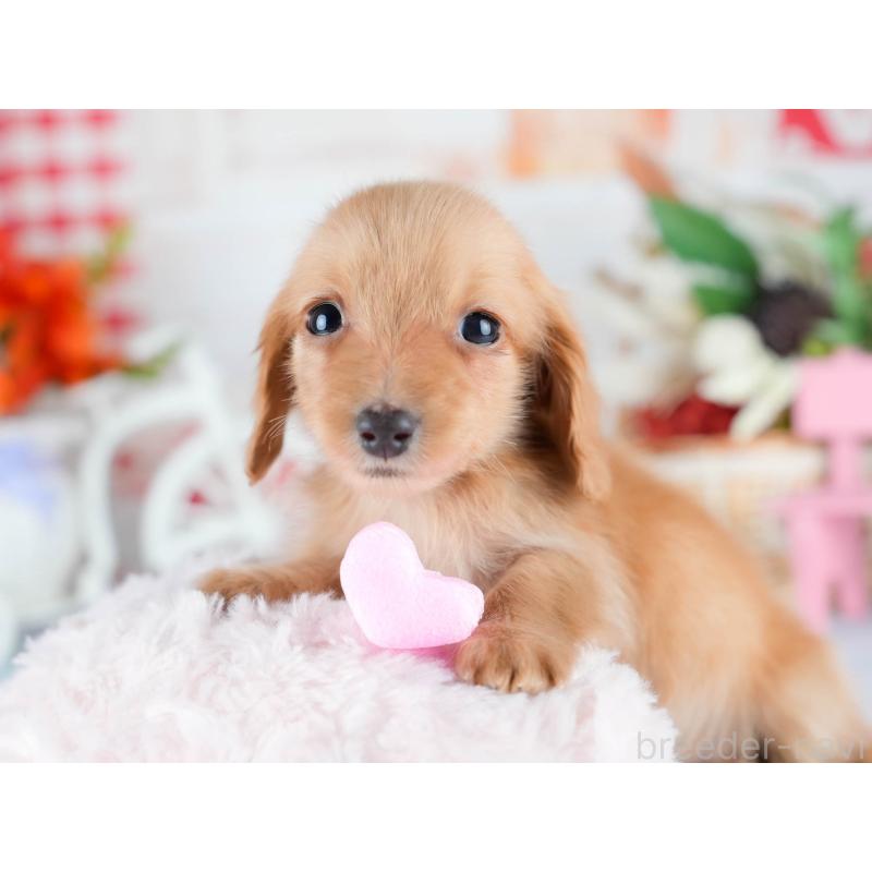 販売中の茨城県のミニチュアダックスフンド(ロングヘアード)-438987の3枚目