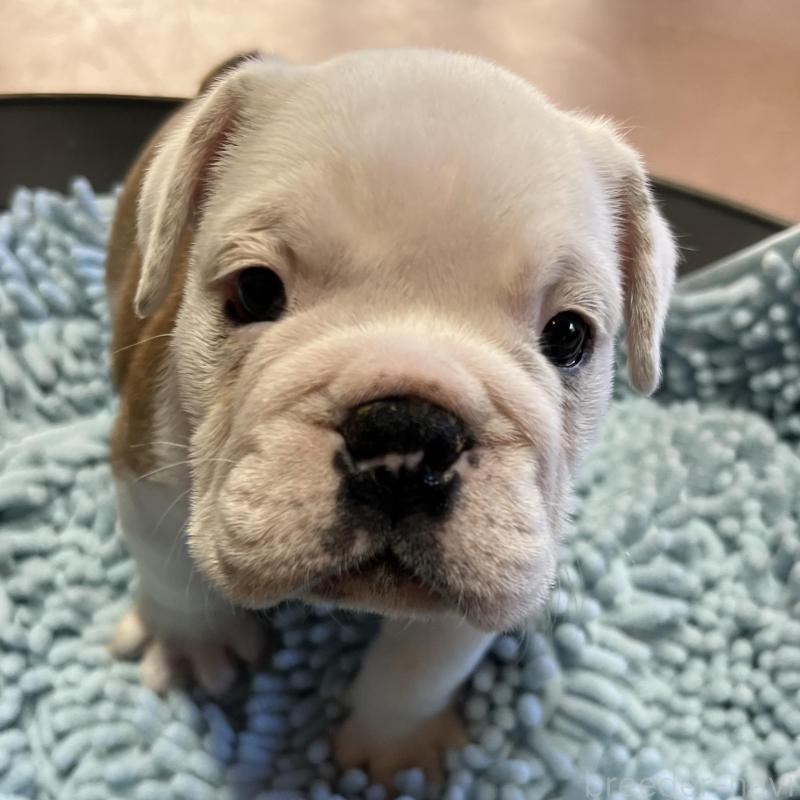 販売中の長崎県のブルドッグ-438988