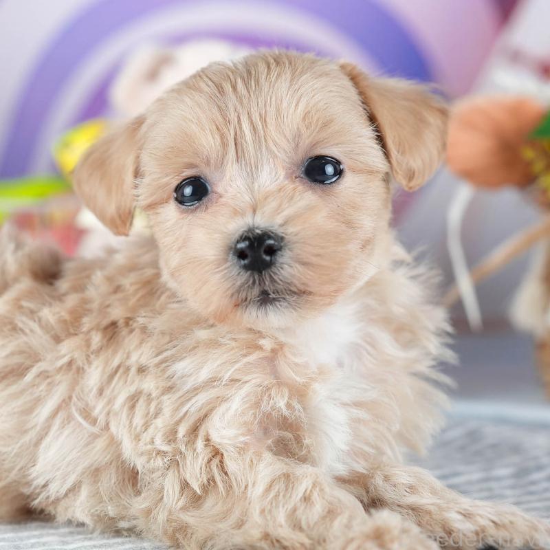 販売中の茨城県のミックス犬-438993の1枚目