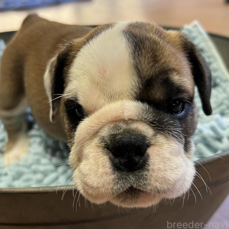 販売中の長崎県のブルドッグ-438990