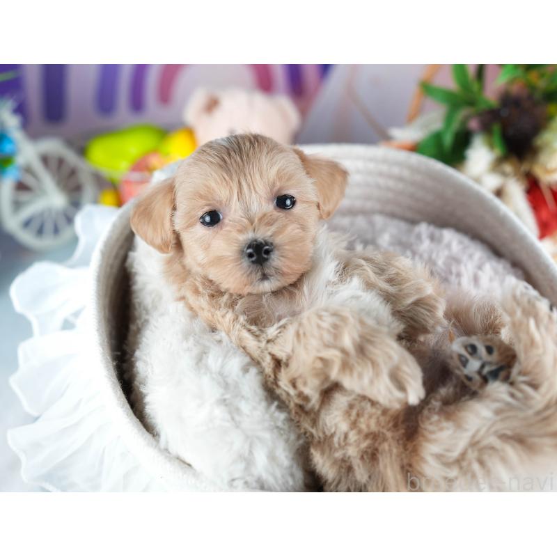 販売中の茨城県のミックス犬-438993の7枚目