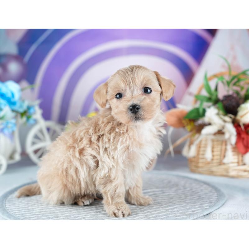 販売中の茨城県のミックス犬-438993の6枚目