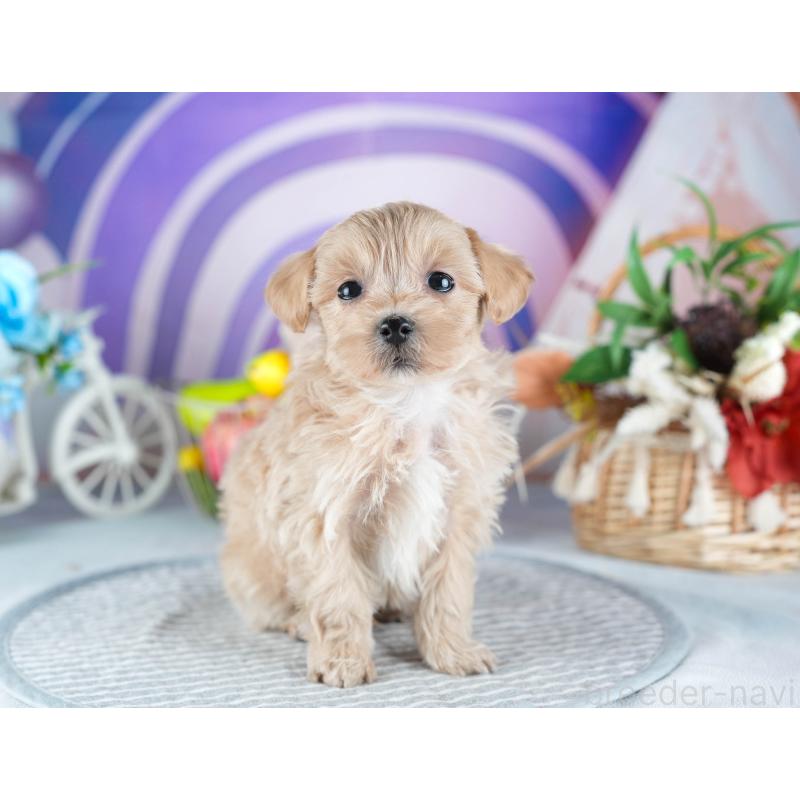 販売中の茨城県のミックス犬-438993の5枚目