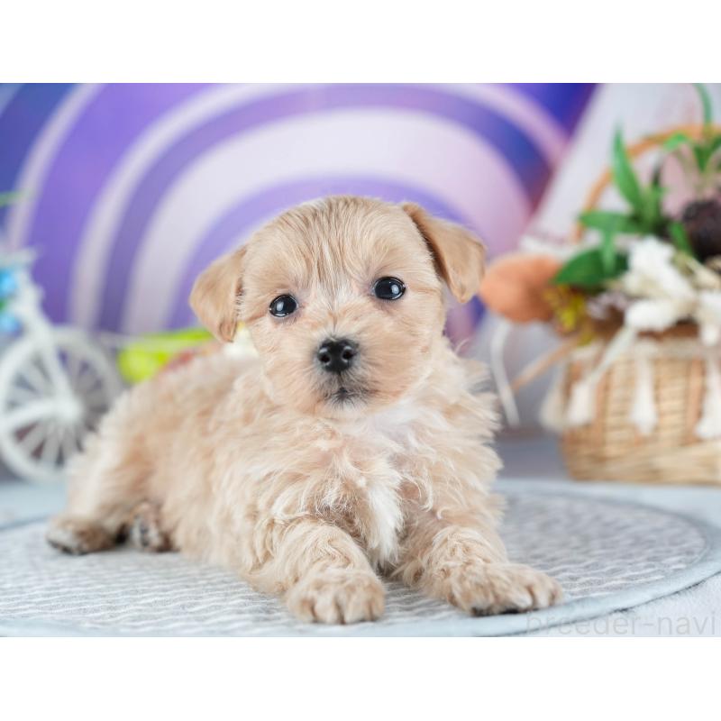 販売中の茨城県のミックス犬-438993の4枚目