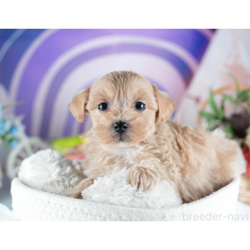 販売中の茨城県のミックス犬-438993の3枚目