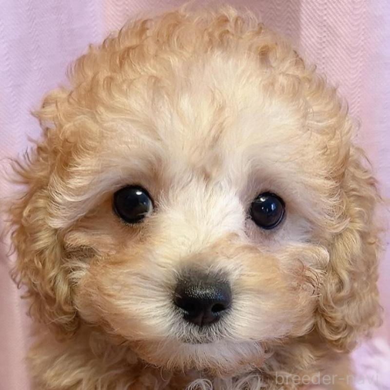 販売中の千葉県のトイプードル-438994の5枚目