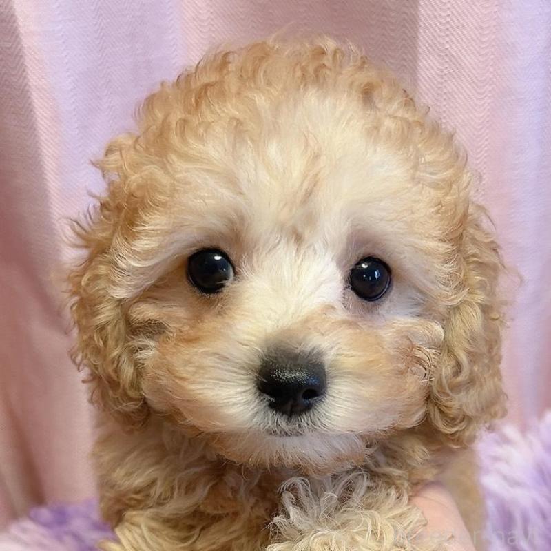 販売中の千葉県のトイプードル-438994の4枚目