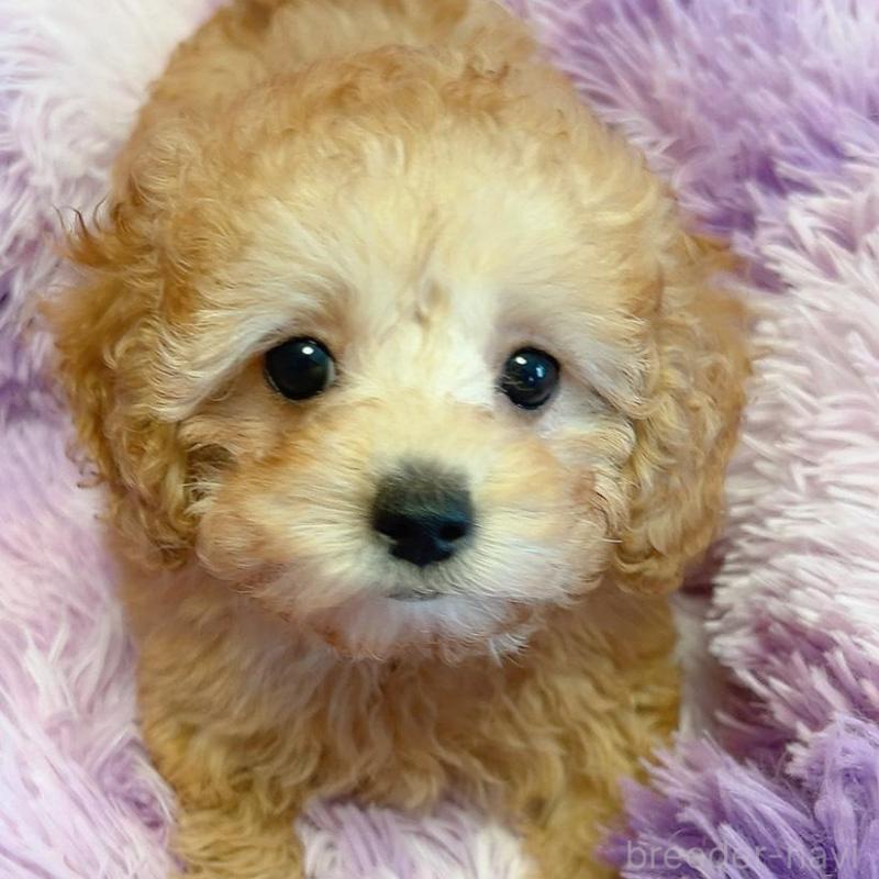 販売中の千葉県のトイプードル-438994の3枚目