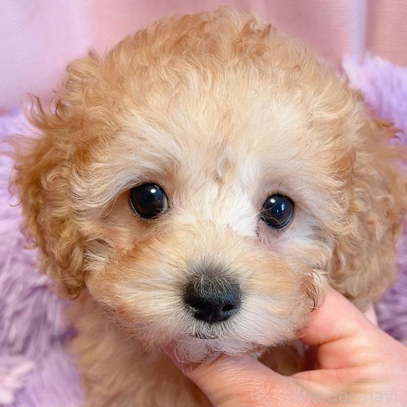 販売中の千葉県のトイプードル-438994の2枚目