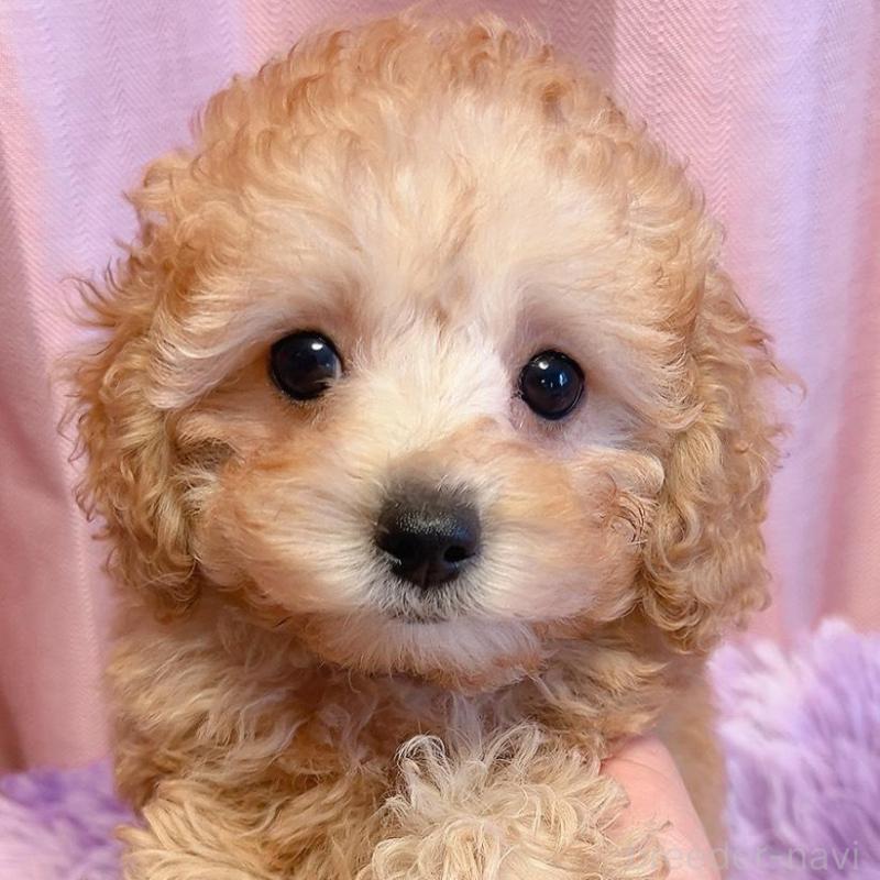 販売中の千葉県のトイプードル-438994の1枚目